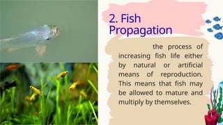 PHASES OF FISH CULTURE TLE 8 QUARTER 2.pptx