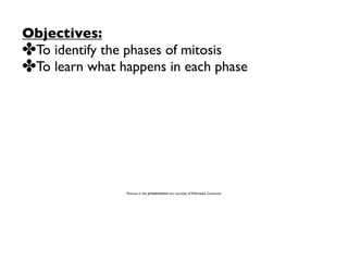 Objectives:
✤To identify the phases of mitosis
✤To learn what happens in each phase




                Pictures in this presentation are courtesy of Wikimedia Commons
 