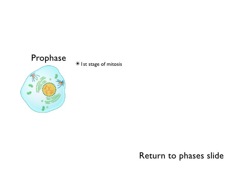 phases of mitosis
