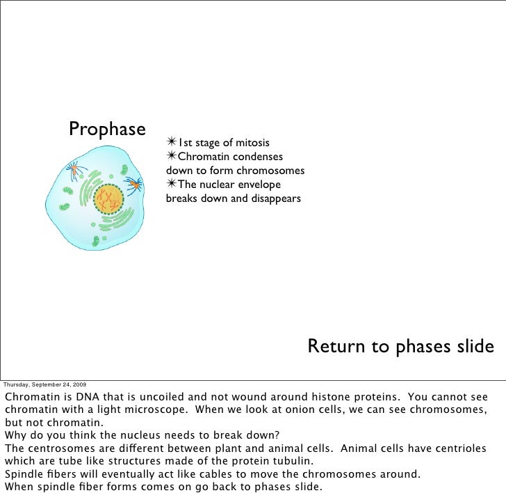 Phase in mitosis