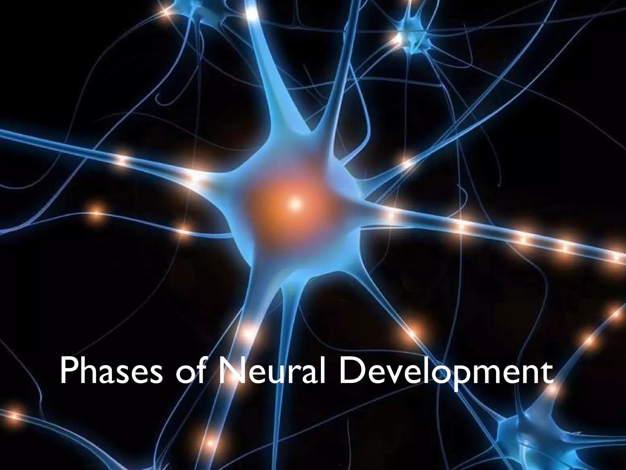 Phases of neural dvelopment | PPT