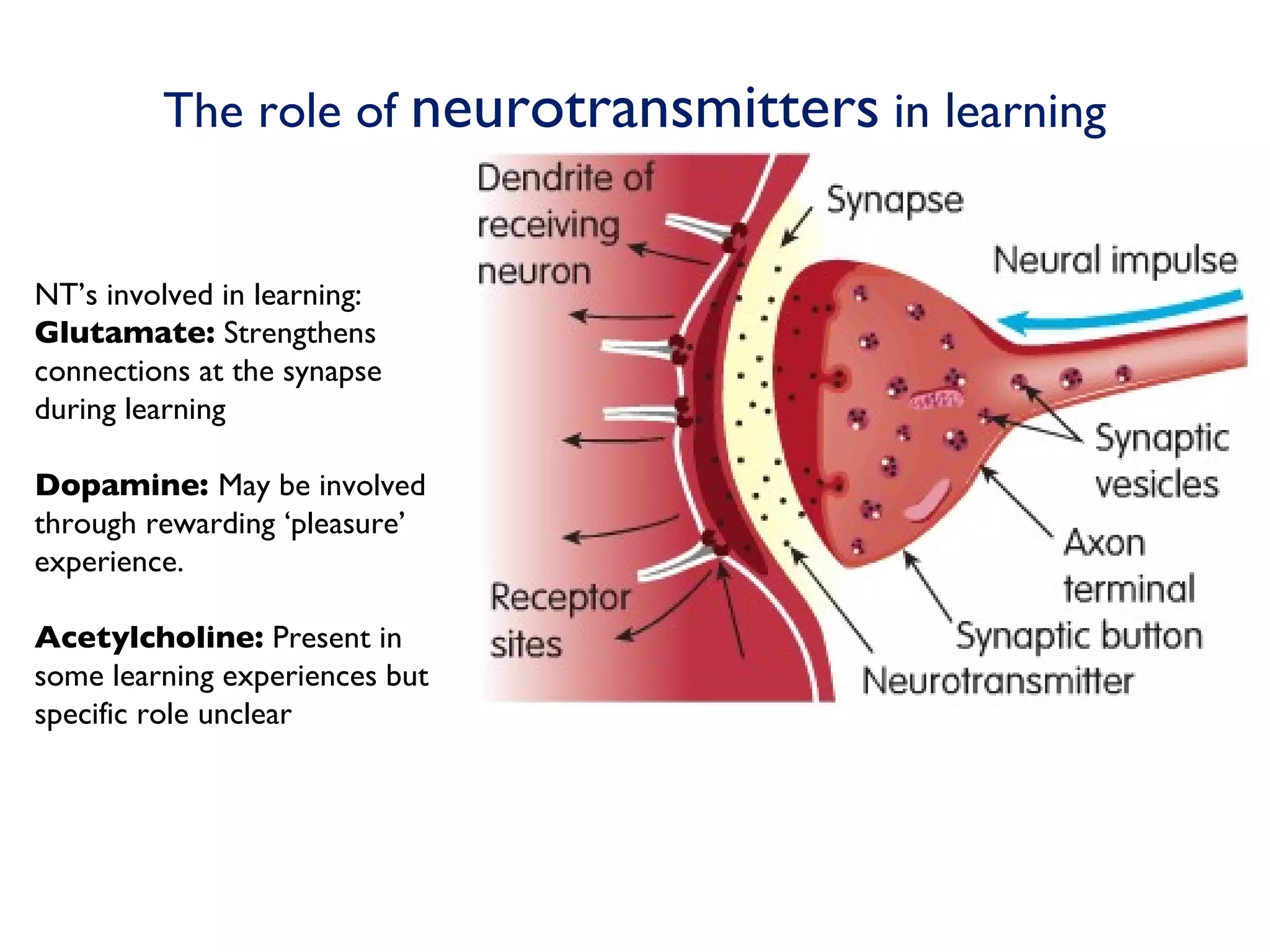 The role of  neurotransmitters  in learning NT’s involved in learning: Glutamate:  Strengthens  connections at the synapse during learning Dopamine:  May be involved through rewarding ‘pleasure’ experience. Acetylcholine:  Present in some learning experiences but specific role unclear 