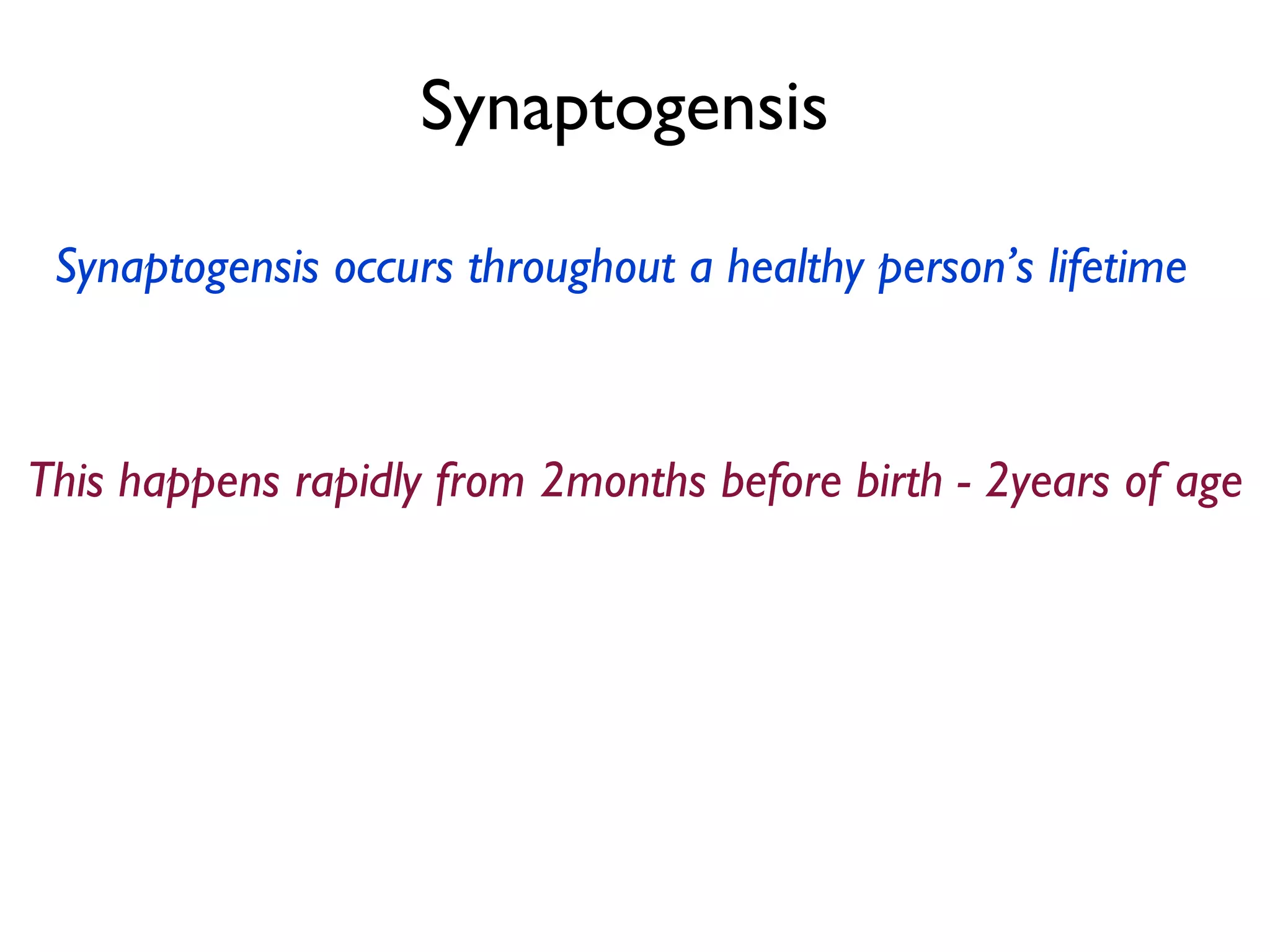 Synaptogensis  Synaptogensis occurs throughout a healthy person’s lifetime   This happens rapidly from 2months before birth - 2years of age 