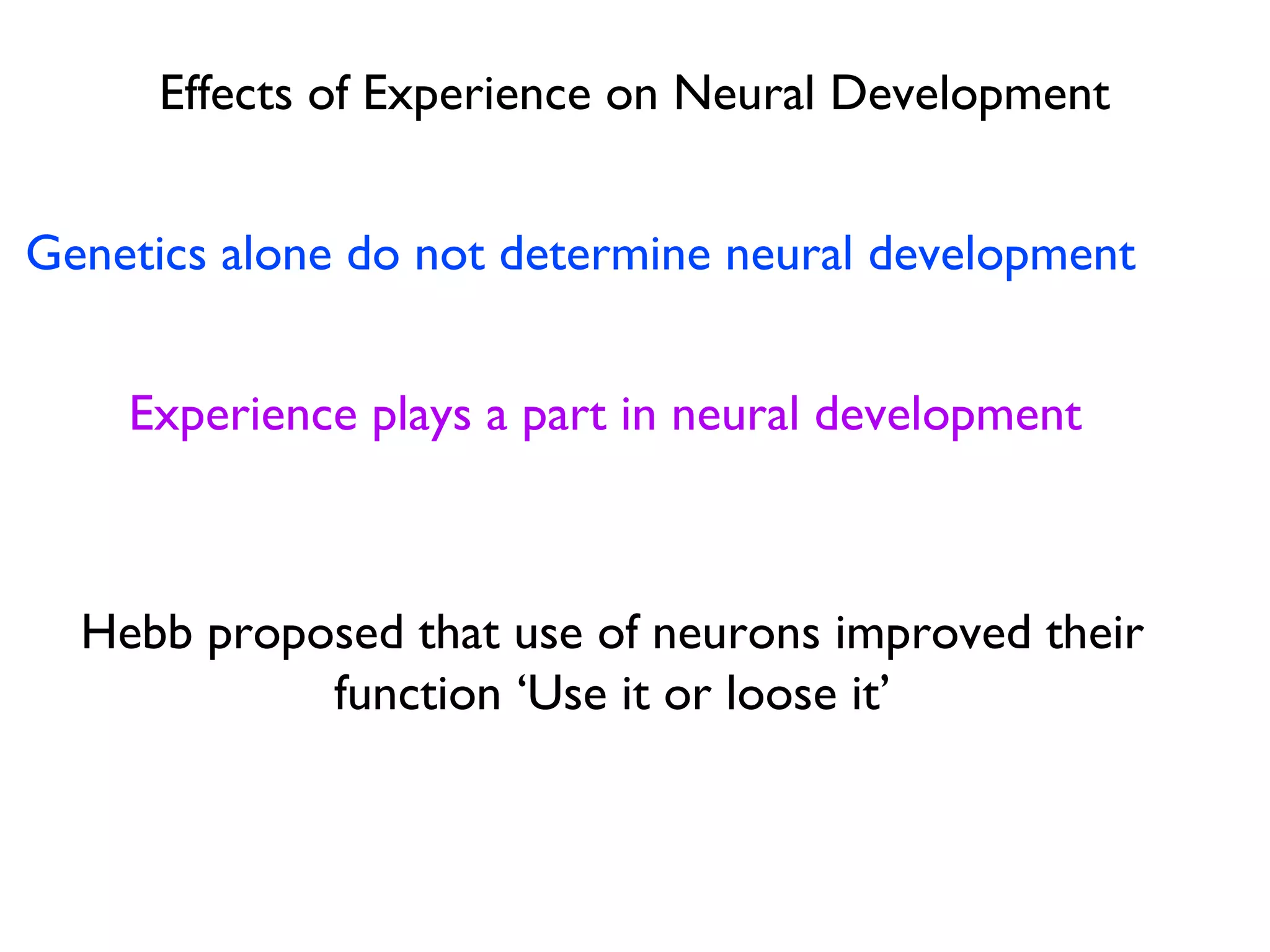 Phases of neural dvelopment | PPT
