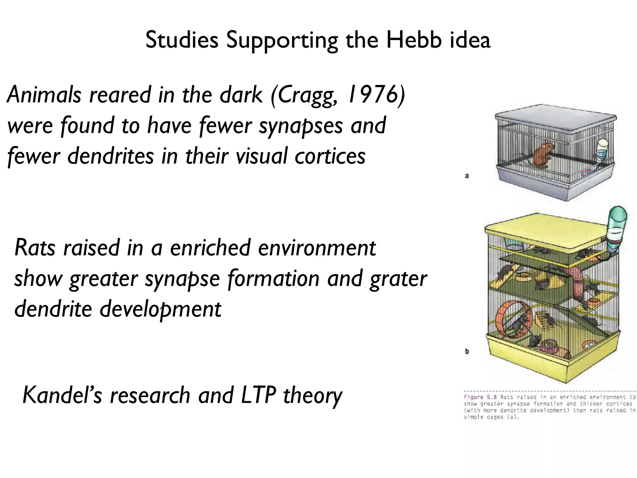Studies Supporting the Hebb idea Animals reared in the dark (Cragg, 1976) were found to have fewer synapses and fewer dendrites in their visual cortices Rats raised in a enriched environment show greater synapse formation and grater dendrite development Kandel’s research and LTP theory 