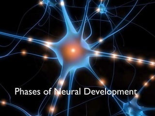 [object Object],Phases of Neural Development 