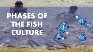 PHASES OF
THE FISH
CULTURE
 