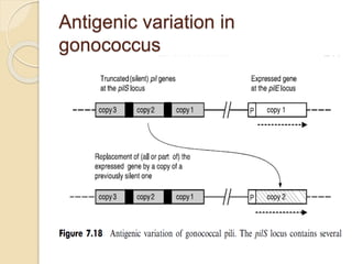 Phase variation | PPT