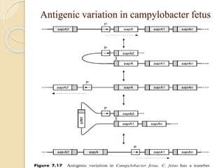 Antigenic variation in campylobacter fetus 
 