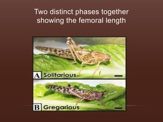 Phase variation in locust | PPTX