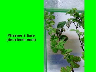 Phasme à tiare
(deuxième mue)