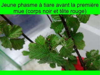 Jeune phasme à tiare avant la première
mue (corps noir et tête rouge)