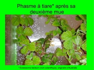 Phasme à tiare* après sa
    deuxième mue




* Extatosoma tiaratum (nom scientifique), originaire d'Australie
 