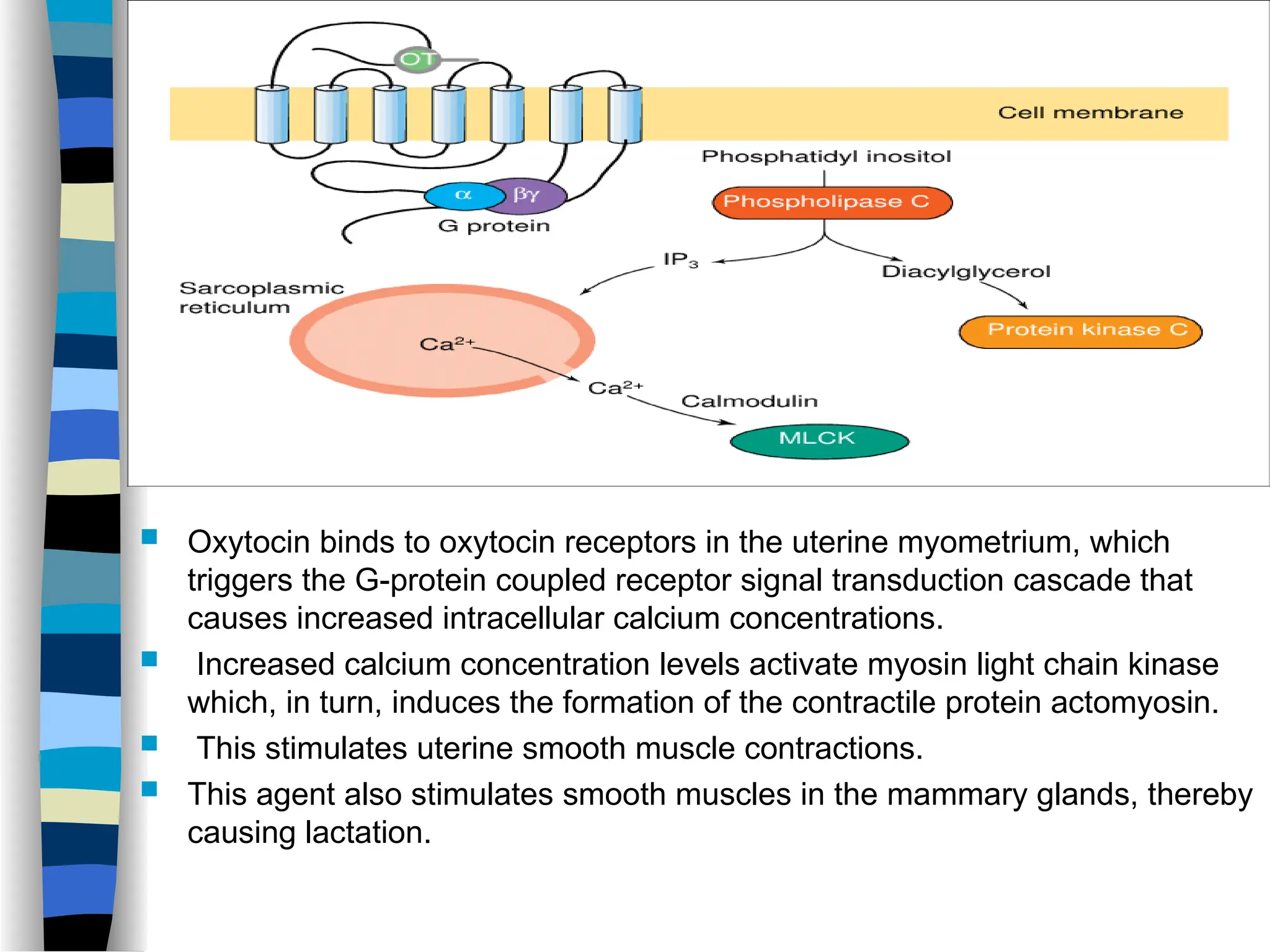  Oxytocin binds to oxytocin receptors in the uterine myometrium, which
triggers the G-protein coupled receptor signal transduction cascade that
causes increased intracellular calcium concentrations.
 Increased calcium concentration levels activate myosin light chain kinase
which, in turn, induces the formation of the contractile protein actomyosin.
 This stimulates uterine smooth muscle contractions.
 This agent also stimulates smooth muscles in the mammary glands, thereby
causing lactation.
 