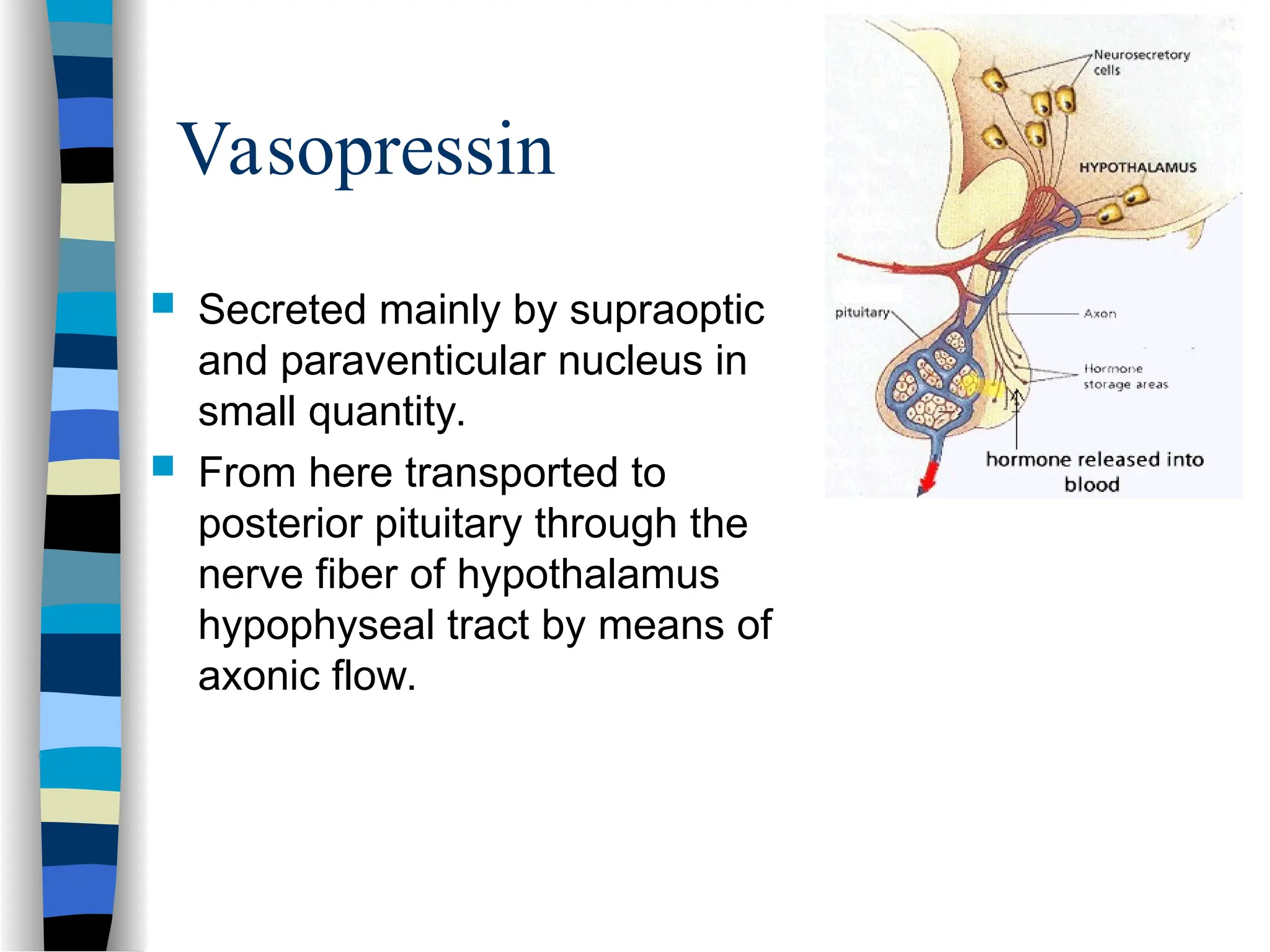 Vasopressin
 Secreted mainly by supraoptic
and paraventicular nucleus in
small quantity.
 From here transported to
posterior pituitary through the
nerve fiber of hypothalamus
hypophyseal tract by means of
axonic flow.
 