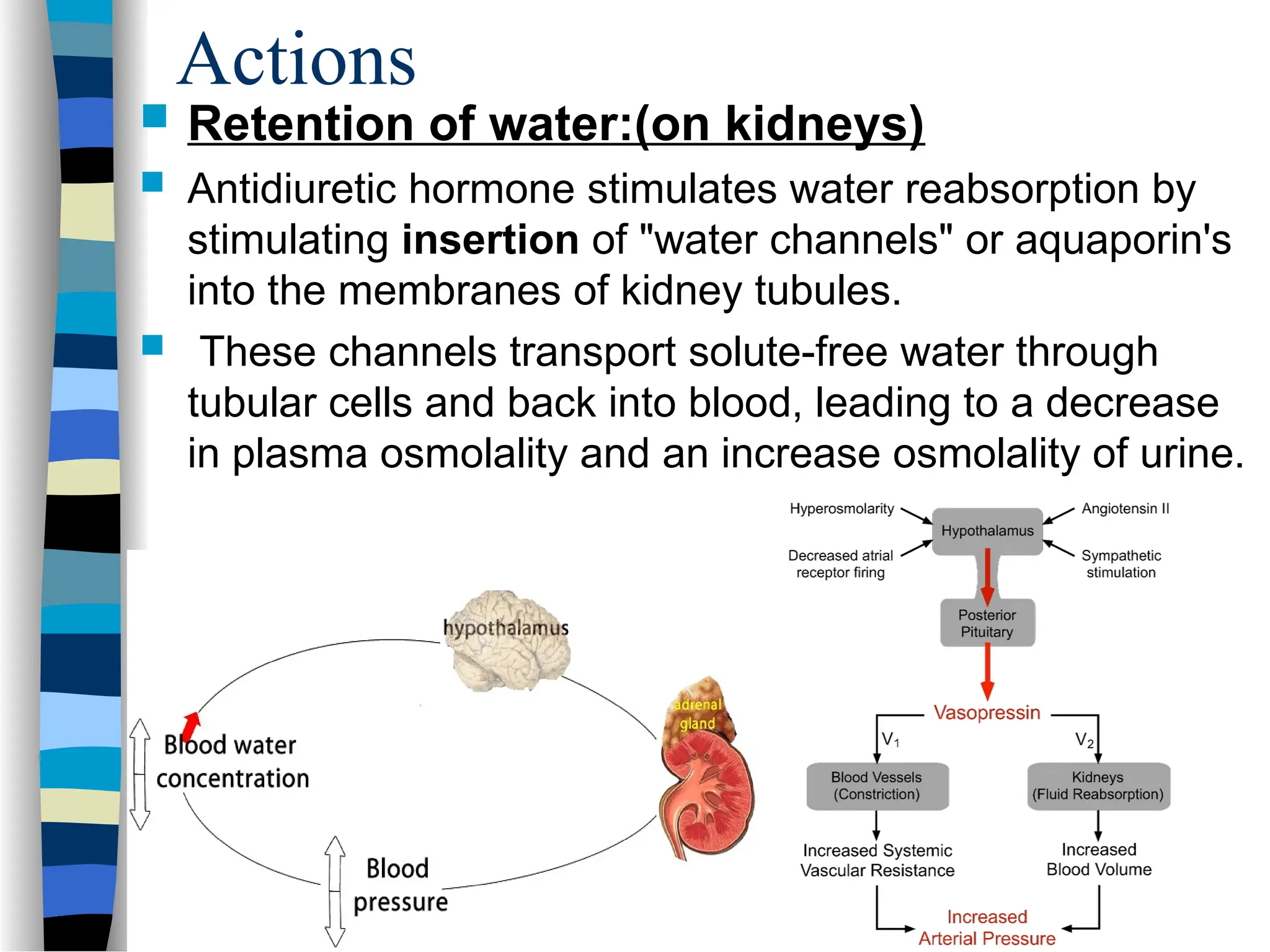 Actions
 Retention of water:(on kidneys)
 Antidiuretic hormone stimulates water reabsorption by
stimulating insertion of "water channels" or aquaporin's
into the membranes of kidney tubules.
 These channels transport solute-free water through
tubular cells and back into blood, leading to a decrease
in plasma osmolality and an increase osmolality of urine.
 