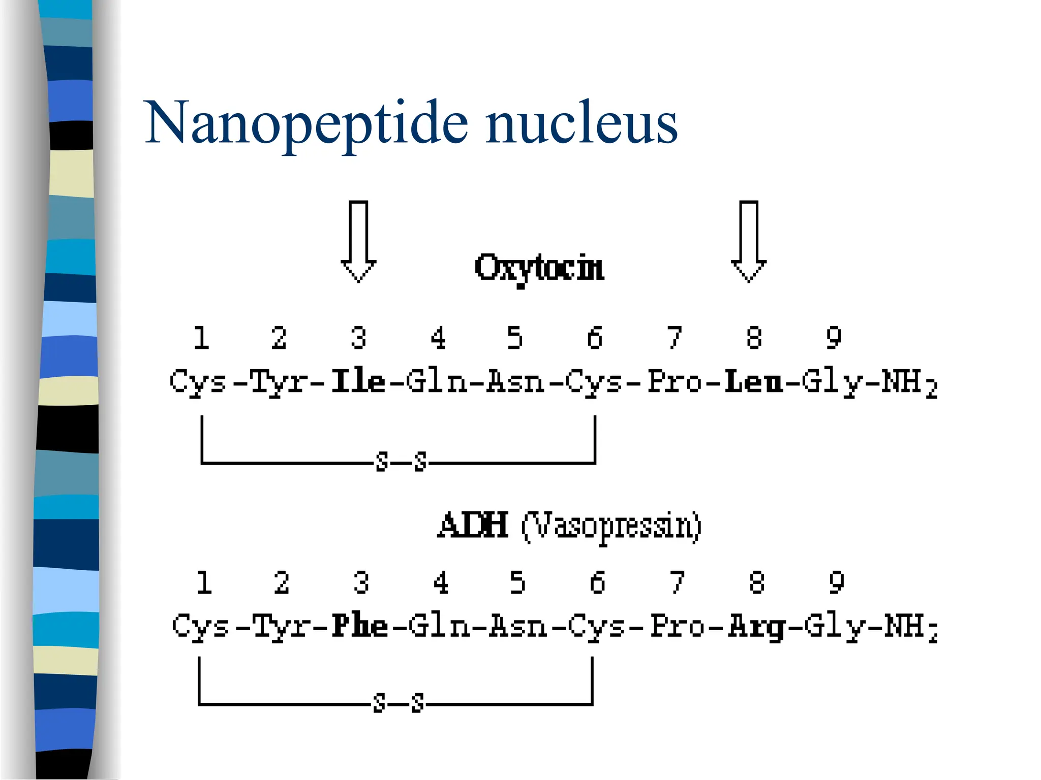 Nanopeptide nucleus
 