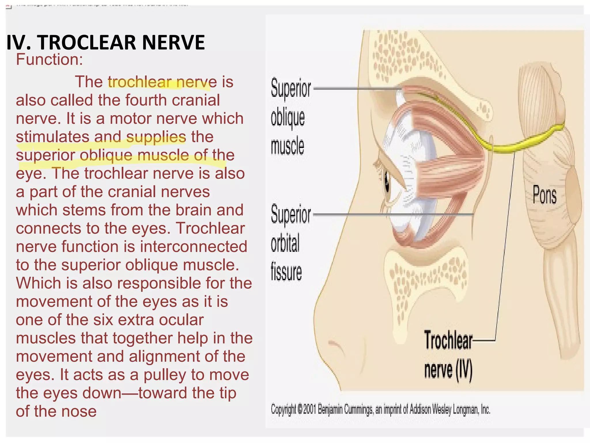 cranial nerves | PPT