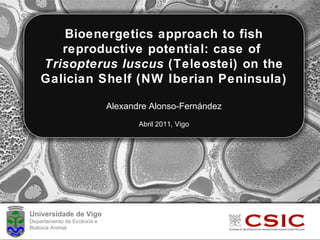 Bioenergetics approach to fish reproductive potential: case of  Trisopterus luscus  (Teleostei) on the Galician Shelf (NW Iberian Peninsula) Alexandre Alonso-Fernández Abril 2011, Vigo Universidade de Vigo Departamento de Ecoloxía e  Bioloxía Animal 
