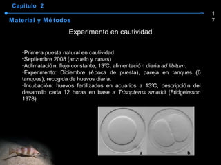 Capítulo  2 Material y Métodos Experimento en cautividad Primera puesta natural en cautividad Septiembre 2008 (anzuelo y nasas) Aclimatación: flujo constante, 13ºC, alimentación diaria  ad libitum . Experimento: Diciembre (época de puesta), pareja en tanques (6 tanques), recogida de huevos diaria. Incubación: huevos fertilizados en acuarios a 13ºC, descripción del desarrollo cada 12 horas en base a  Trisopterus smarkii  (Fridgeirsson 1978). 17 