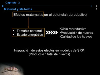 Capítulo  2 Material y Métodos Efectos maternales en el potencial reproductivo Integración de estos efectos en modelos de SRP  (Producción total de huevos) 21 Tamaño corporal Estado energético Ciclo reproductivo Producción de huevos Calidad de los huevos 