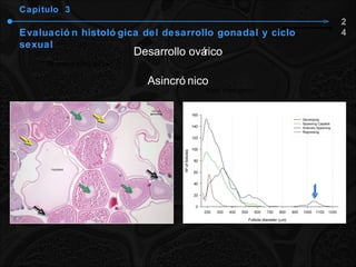 Capítulo  3 Evaluación histológica del desarrollo gonadal y ciclo sexual Desarrollo ovárico Asincrónico 24 