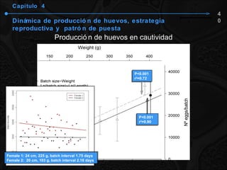 Capítulo  4 Dinámica de producción de huevos, estrategia reproductiva y  patrón de puesta Producción de huevos en cautividad Female 1: 24 cm, 225 g, batch interval 1.75 days Female 2:  20 cm, 103 g, batch interval 2.16 days P<0.001 r 2 =0.90 P<0.001 r 2 =0.72 40 