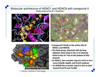 Molecular architecture of HDAC1 and HDAC8 with compound 4
                          (Study carried out by Dr. Y. Hirashima )




                                                                     HDAC1 & Comp. 4

                                               • Compound 4 binds in the active site of
                                                 HDAC1 and HDAC8.
                                               • The thiol group, attached with its long
                                                 aliphatic chain lying in the 11 Å channel,
                                                 binds to the Zn+2ion at the bottom of this
                                                 channel.
                                               • In HDAC1, the aromatic ring of D-A1in is bent
                                                  toward Glu98, Asp99, and Pro29 residues
                                               • In HDAC8 the aromatic ring if D-A1in is bent
             Human HDAC8 & Comp.4                 toward Pro273 and Tyr306
        Kyushu Institute of Technology
 