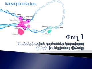 Տրանսկրիպցիոն գործոններ կոդավորող 
գեների ֆունկցիոնալ վիճակը 
 