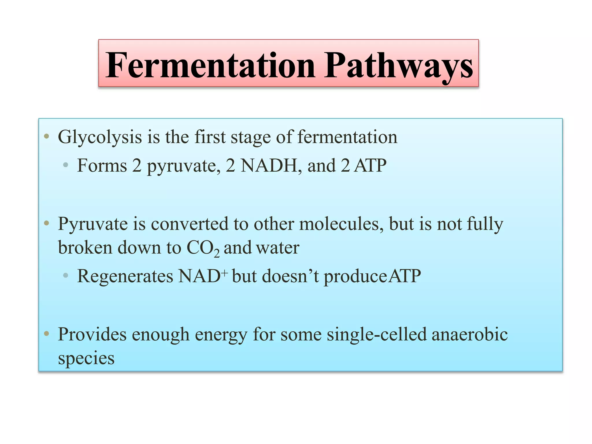 Fermentation Pathways
• Glycolysis is the first stage of fermentation
• Forms 2 pyruvate, 2 NADH, and 2ATP
• Pyruvate is converted to other molecules, but is not fully
broken down to CO2 and water
• Regenerates NAD+ but doesn’t produceATP
• Provides enough energy for some single-celled anaerobic
species
 