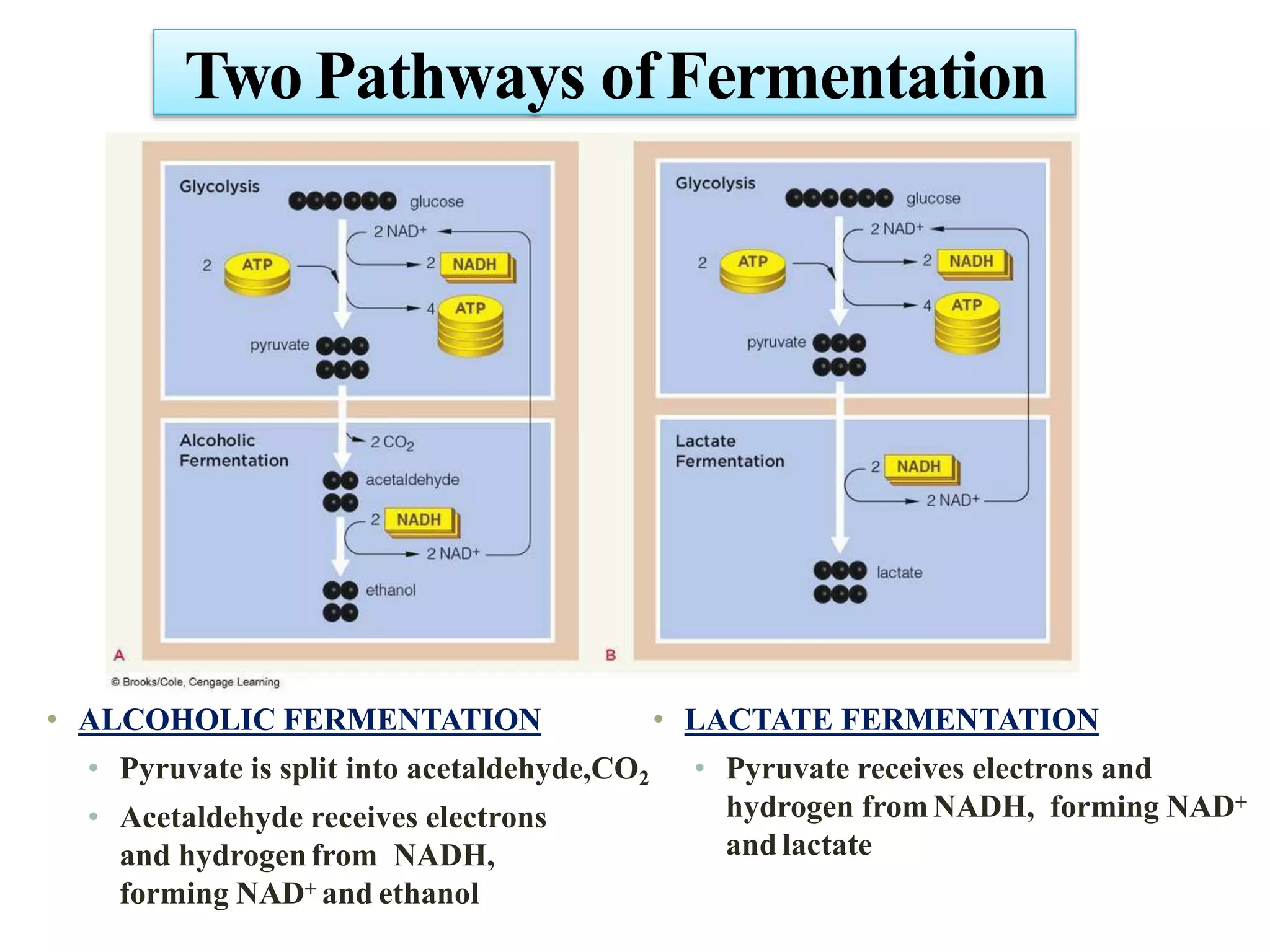 • ALCOHOLIC FERMENTATION
• Pyruvate is split into acetaldehyde,CO2
• Acetaldehyde receives electrons
and hydrogenfrom NADH,
forming NAD+ and ethanol
• LACTATE FERMENTATION
• Pyruvate receives electrons and
hydrogen from NADH, forming NAD+
and lactate
Two Pathways ofFermentation
 