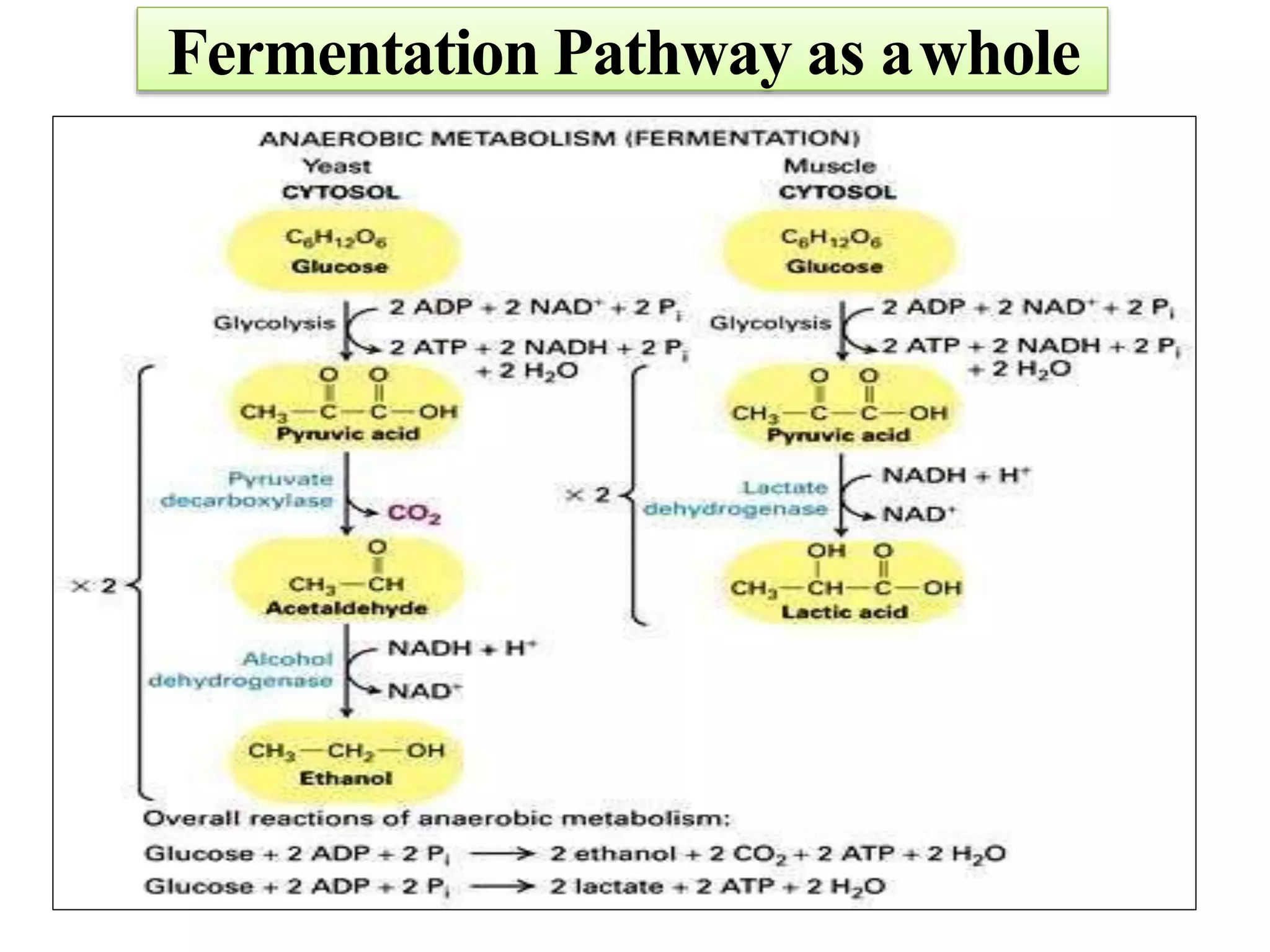 Fermentation Pathway as awhole
 