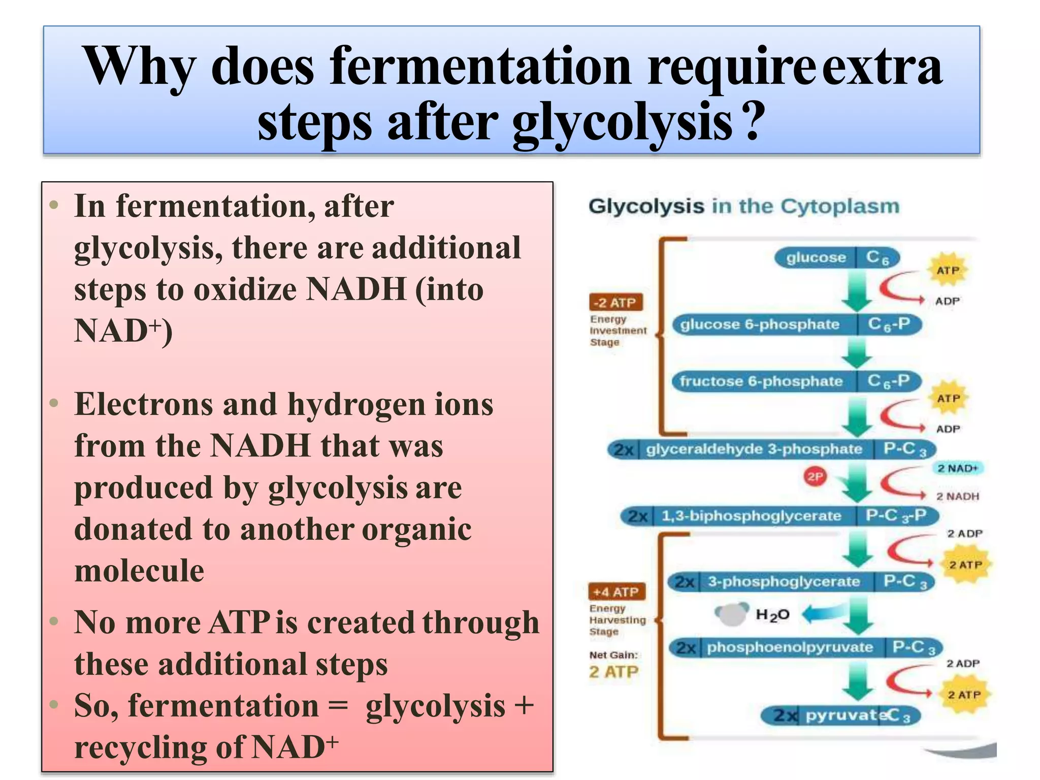 Why does fermentation requireextra
steps after glycolysis?
• In fermentation, after
glycolysis, there are additional
steps to oxidize NADH (into
NAD+)
• Electrons and hydrogen ions
from the NADH that was
produced by glycolysis are
donated to another organic
molecule
• No more ATPis created through
these additional steps
• So, fermentation = glycolysis +
recycling of NAD+
 