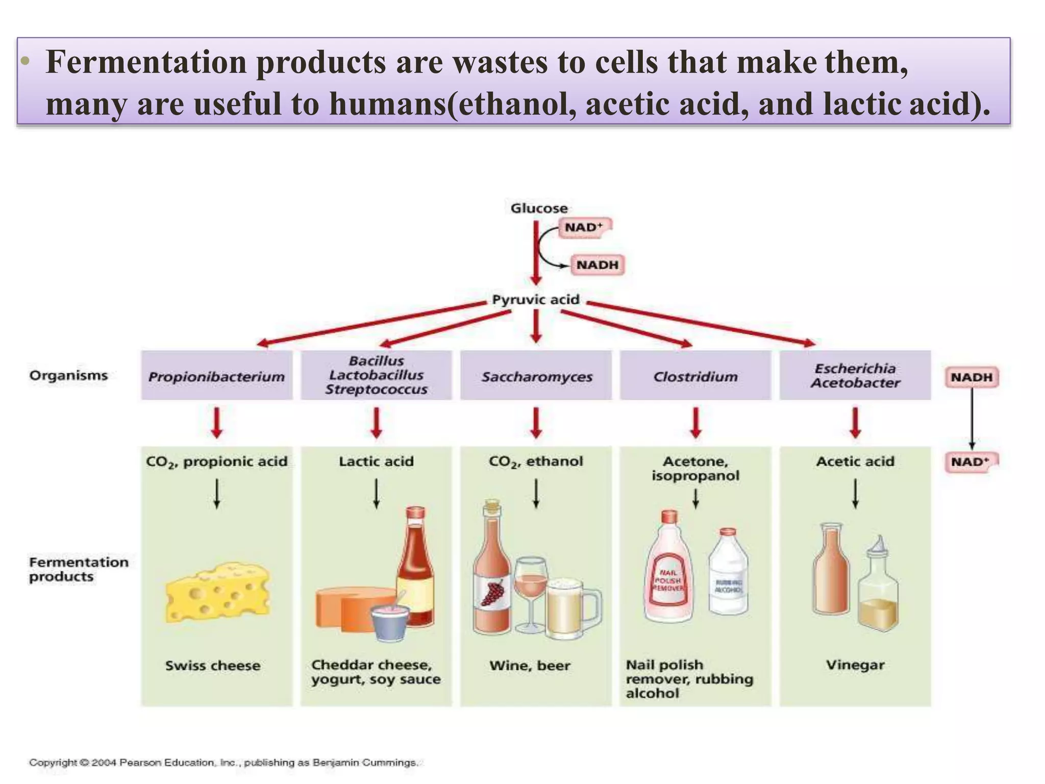 • Fermentation products are wastes to cells that make them,
many are useful to humans(ethanol, acetic acid, and lactic acid).
 