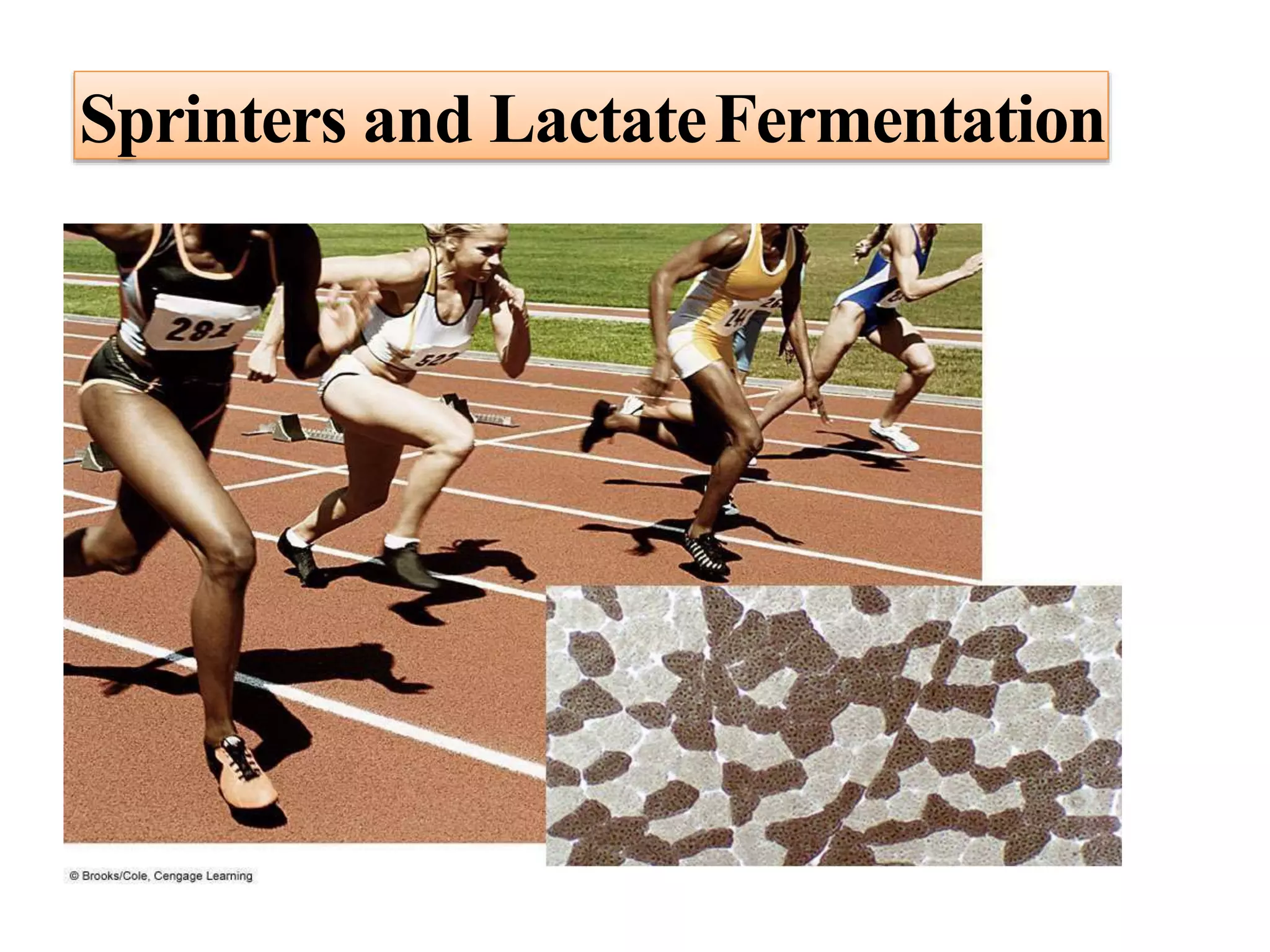 Sprinters and LactateFermentation
 