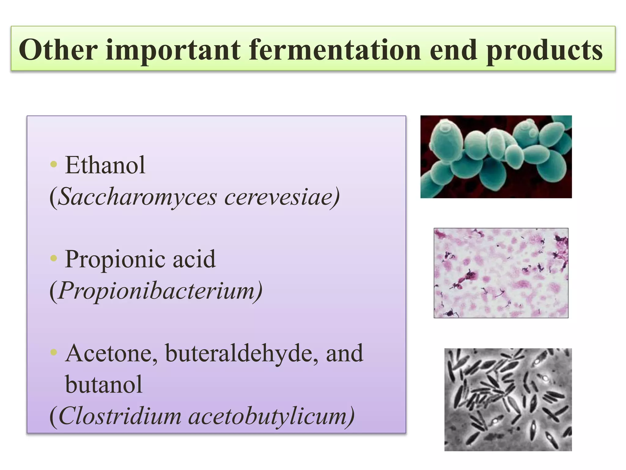 • Ethanol
(Saccharomyces cerevesiae)
• Propionic acid
(Propionibacterium)
• Acetone, buteraldehyde, and
butanol
(Clostridium acetobutylicum)
Other important fermentation end products
 