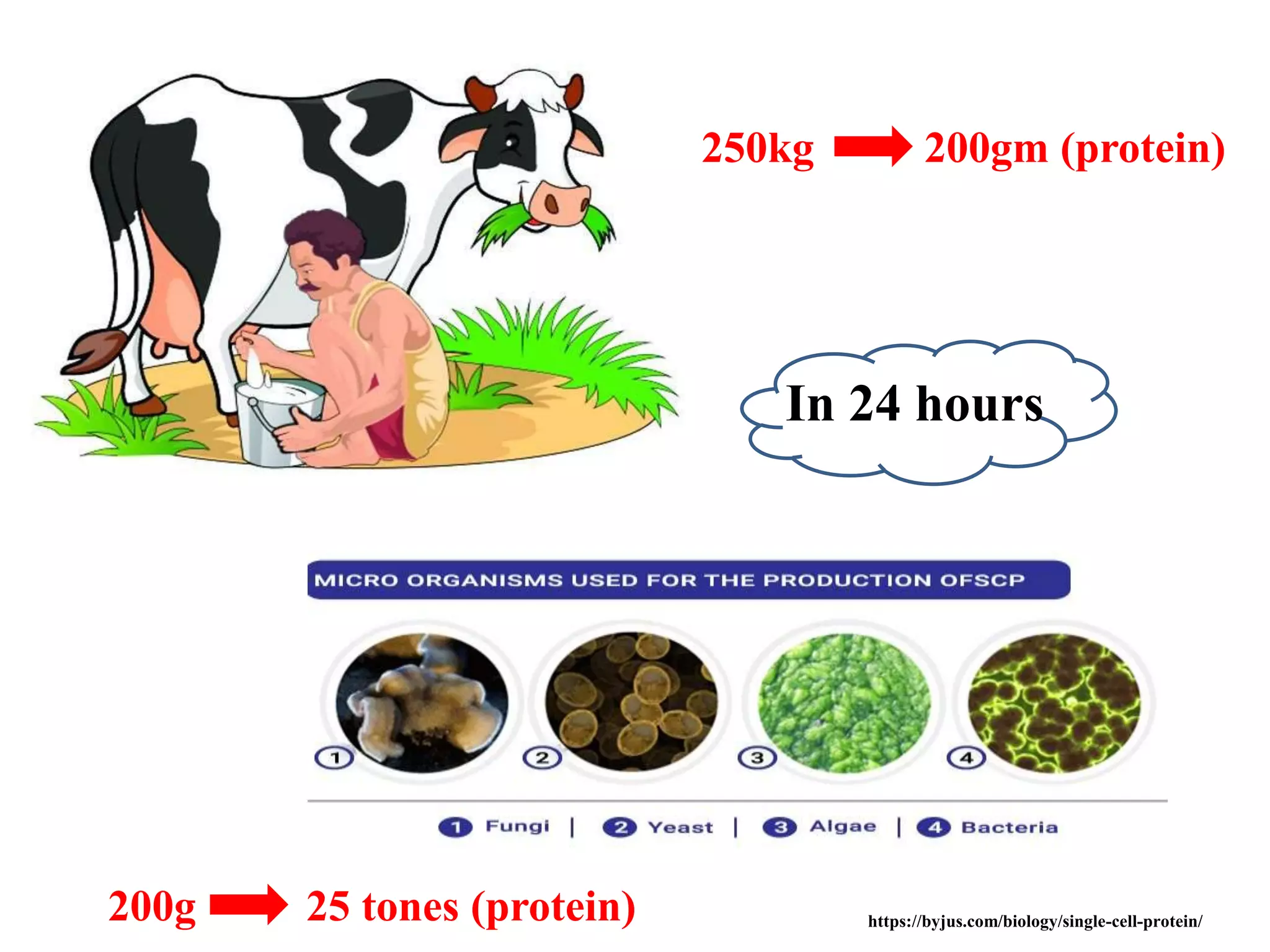 250kg 200gm (protein)
200g 25 tones (protein)
In 24 hours
https://byjus.com/biology/single-cell-protein/
 