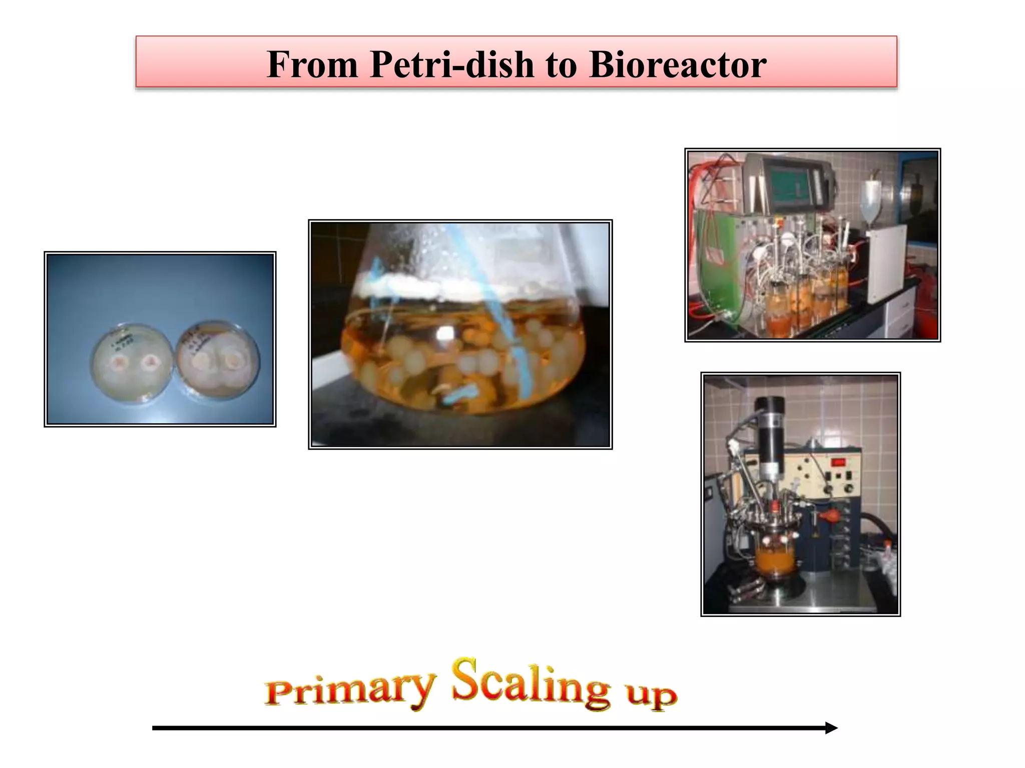 From Petri-dish to Bioreactor
 