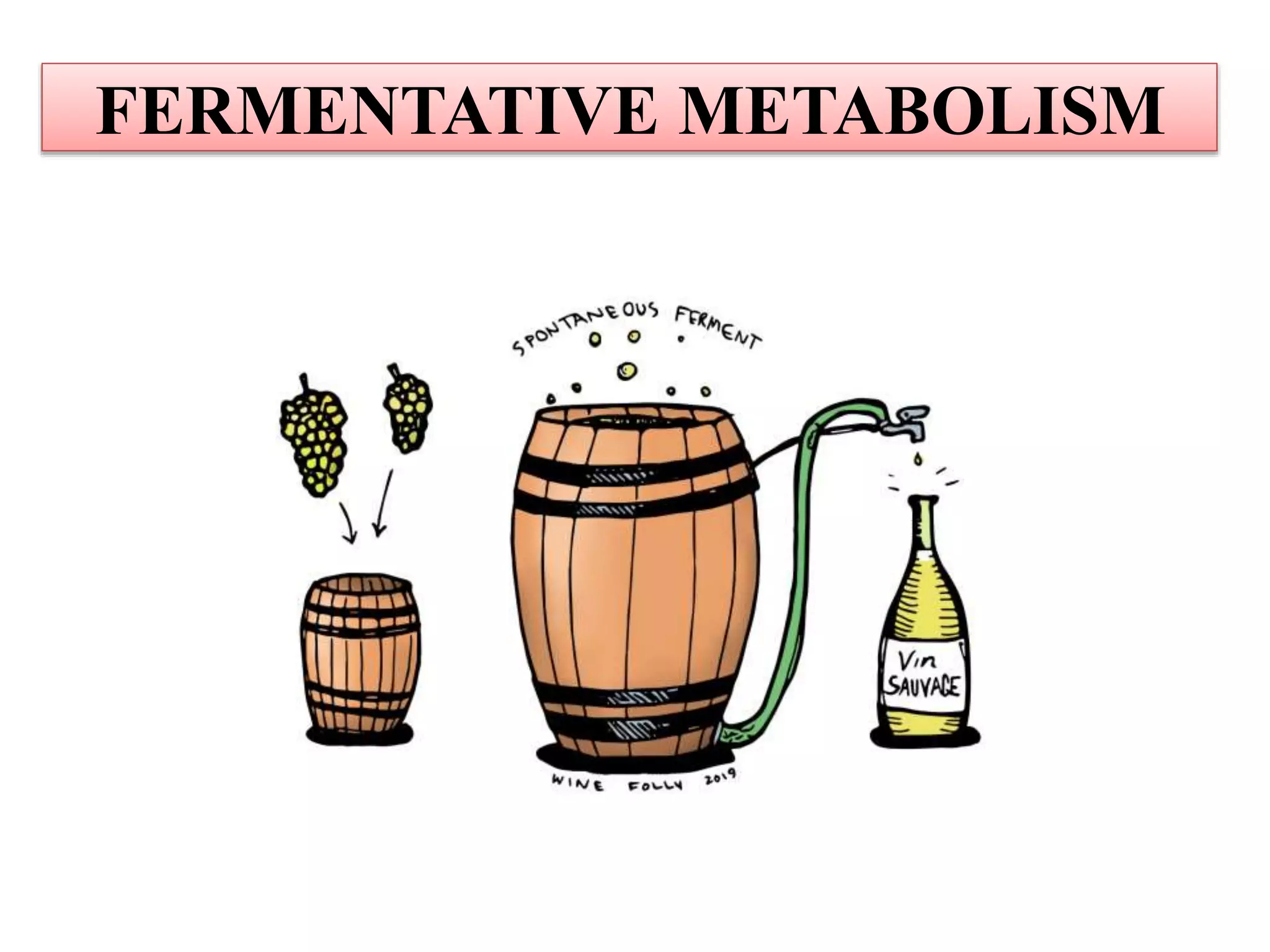 FERMENTATIVE METABOLISM
 