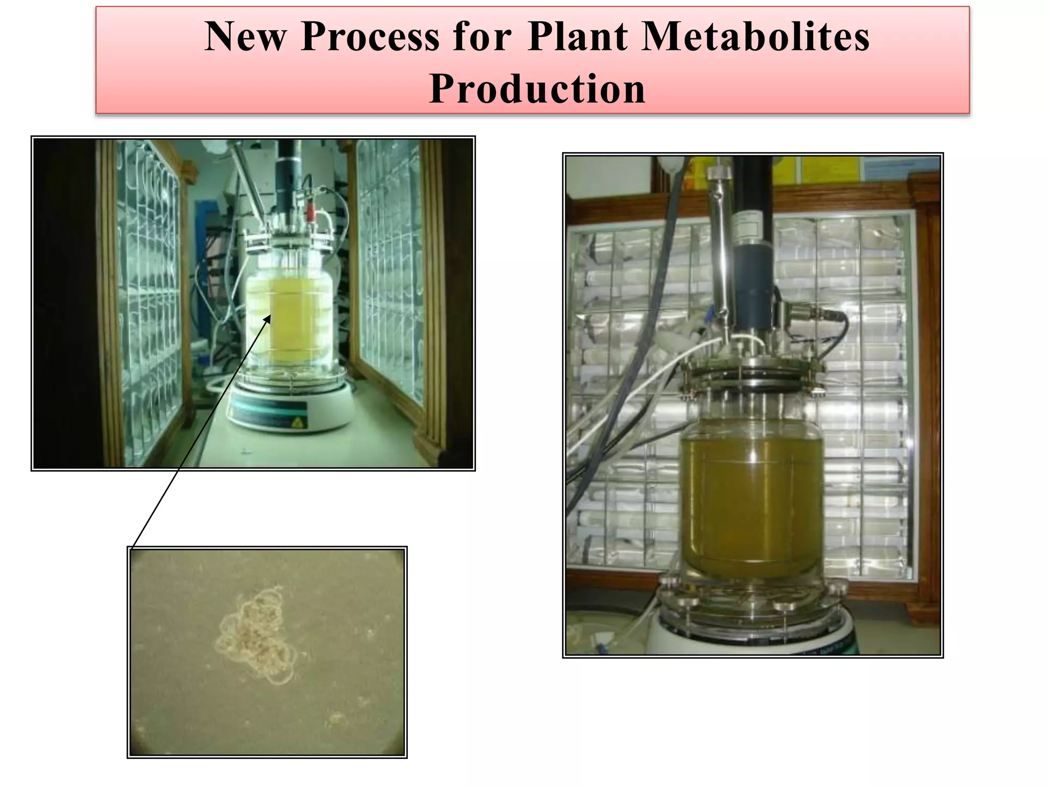 New Process for Plant Metabolites
Production
 
