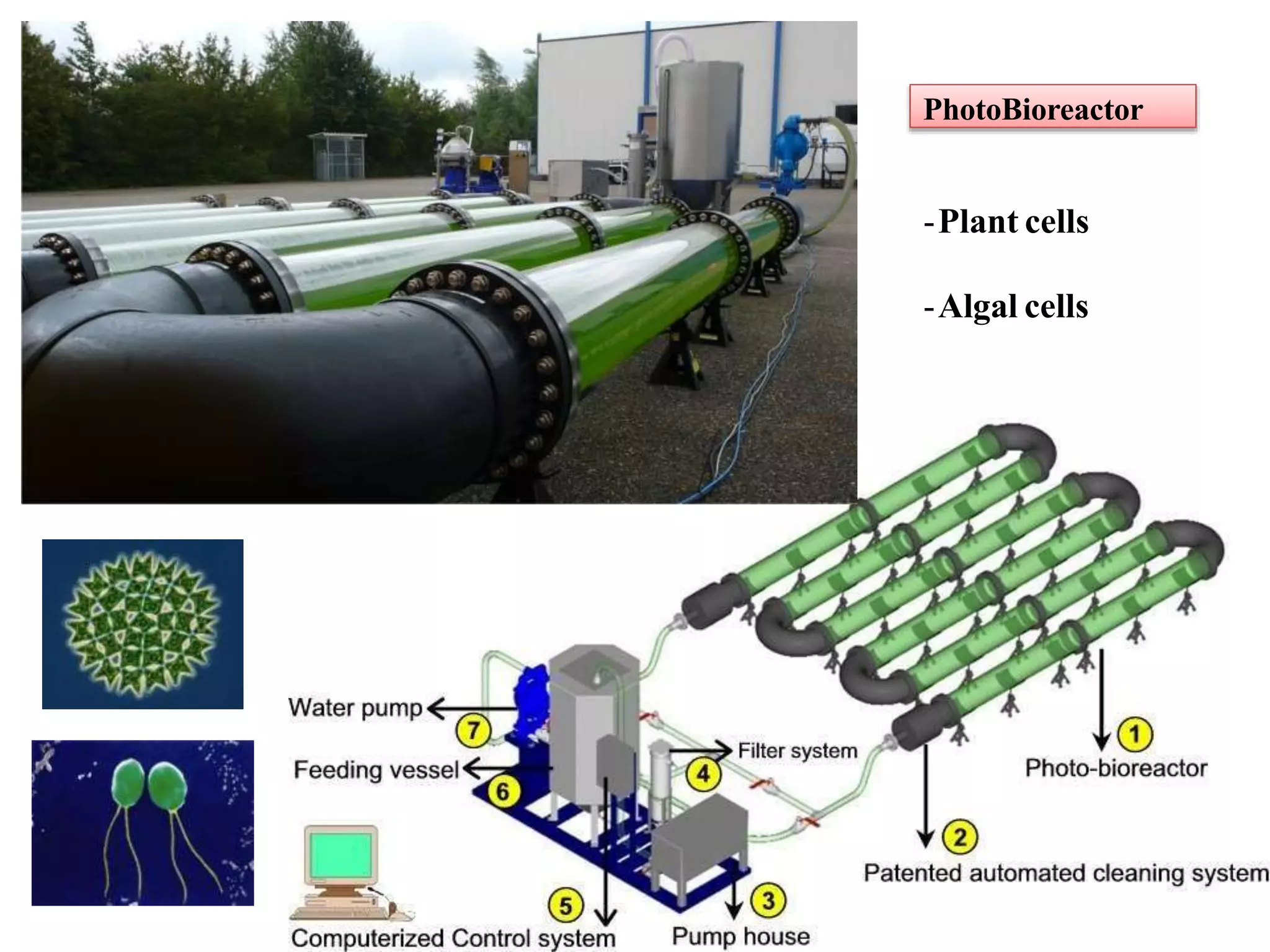 PhotoBioreactor
-Plant cells
-Algal cells
 