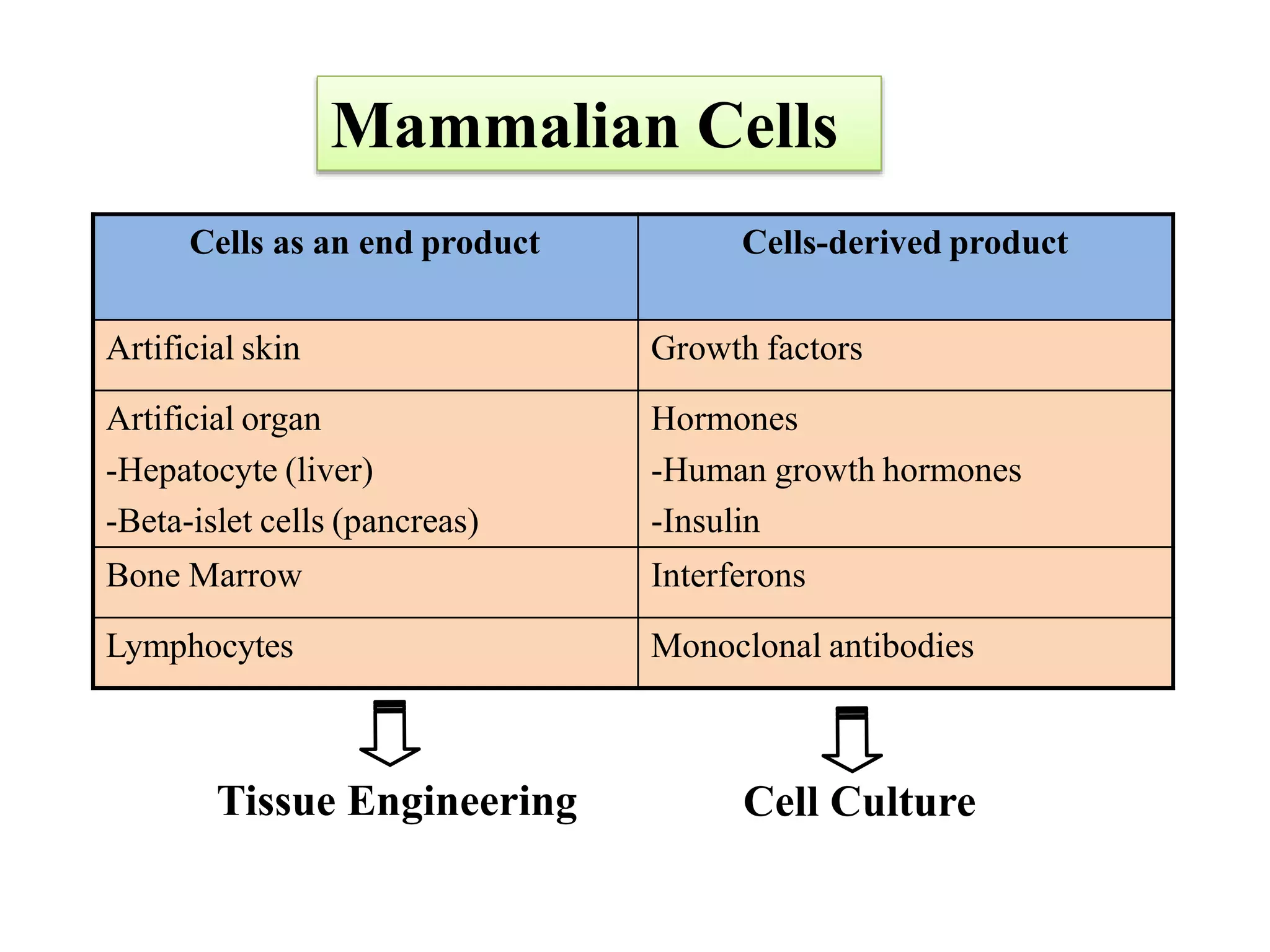 Cells as an end product Cells-derived product
Artificial skin Growth factors
Artificial organ
-Hepatocyte (liver)
-Beta-islet cells (pancreas)
Hormones
-Human growth hormones
-Insulin
Bone Marrow Interferons
Lymphocytes Monoclonal antibodies
Mammalian Cells
Tissue Engineering Cell Culture
 