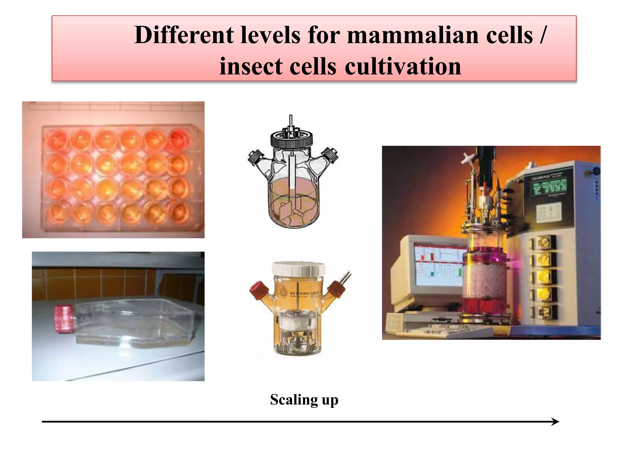 Different levels for mammalian cells /
insect cells cultivation
Scaling up
 