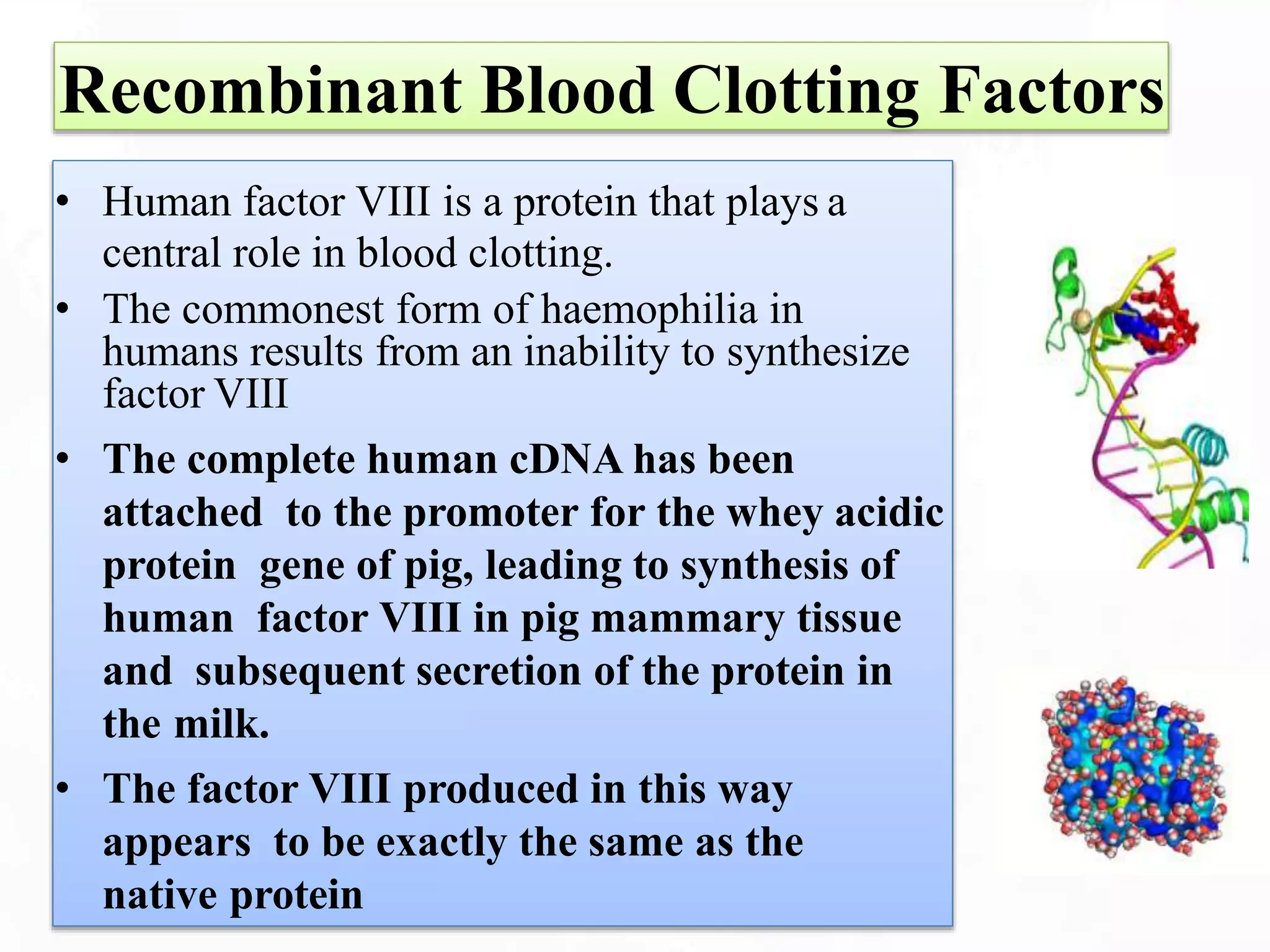Recombinant Blood Clotting Factors
• Human factor VIII is a protein that plays a
central role in blood clotting.
• The commonest form of haemophilia in
humans results from an inability to synthesize
factor VIII
• The complete human cDNA has been
attached to the promoter for the whey acidic
protein gene of pig, leading to synthesis of
human factor VIII in pig mammary tissue
and subsequent secretion of the protein in
the milk.
• The factor VIII produced in this way
appears to be exactly the same as the
native protein
 