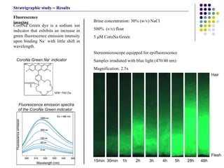 CoroNa Green dye is a sodium ion indicator that exhibits an increase in green fluorescence emission intensity upon binding Na +  with little shift in wavelength.   Fluorescence imaging MW=586 Da Brine concentration: 30% (w/v) NaCl 500%  (v/v) float 5  μM CoroNa Green Stereomicroscope equipped for epifluorescence Samples irradiated with blue light (470/40 nm) Magnification:  2.5x 15min  30min  1h  2h  3h  4h  5h  28h  48h Flesh Hair CoroNa Green Na +  indicator  Fluorescence emission spectra of the CoroNa Green indicator   Stratrigraphic study  –  Results 
