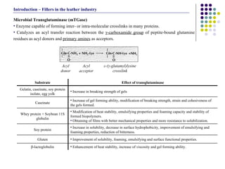 Microbial Transglutaminase (mTGase) Enzyme capable of forming inter- or intra-molecular crosslinks in many proteins. Catalyzes an acyl transfer reaction between the  γ-carboxamide group  of peptite-bound glutamine residues as acyl donors and  primary amines  as acceptors. Introduction – Fillers in the leather industry Enhancement of heat stability, increase of viscosity and gel forming ability. β-lactoglobulin Improvement of solubility, foaming, emulsifying and surface functional properties. Gluten Increase in solubility, decrease in surface hydrophobicity, improvement of emulsifying and foaming properties, reduction of bitterness. Soy protein Modification of heat stability, emulsifying properties and foaming capacity and stability of formed biopolymers. Obtaining of films with better mechanical properties and more resistance to solubilization. Whey protein + Soybean 11S globulin Increase of gel forming ability, modification of breaking strength, strain and cohesiveness of the gels formed. Caseinate Increase in breaking strength of gels Gelatin, caseinate, soy protein isolate, egg yolk Effect of transglutaminase Substrate Acyl donor Acyl acceptor ε-(γ-glutamyl)lysine crosslink 