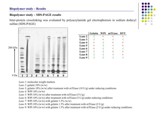 Biopolymer study – SDS-PAGE results Inter-protein crosslinking was evaluated by polyacrylamide gel electrophoresis in sodium dodecyl sulfate (SDS-PAGE) Lane 1 : molecular weight markers Lane 2 : gelatin 10% (w/w) Lane 3 : gelatin 10% (w/w) after treatment with mTGase (10 U/g) under reducing conditions Lane 4 : WPI 10% (w/w) Lane 5 : WPI 10% (w/w) after treatment with mTGase (5 U/g) Lane 6 : WPI 10% (w/w) after treatment with mTGase (5 U/g) under reducing conditions Lane 7 : WPI 10% (w/w) with gelatin 1.5% (w/w) Lane 8 : WPI 10% (w/w) with gelatin 1.5% after treatment with mTGase (2 U/g) Lane 9 : WPI 10% (w/w) with gelatin 1.5% after treatment with mTGase (2 U/g) under reducing conditions Biopolymer study – Results 1  2  3  4  5  6  7  8  9 0 Da 200 kDa 