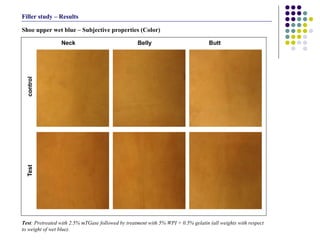 Shoe upper wet blue – Subjective properties (Color)  Test : Pretreated with 2.5% mTGase followed by treatment with 5% WPI + 0.5% gelatin (all weights with respect to weight of wet blue). Filler study – Results 