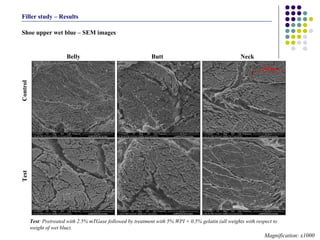 Shoe upper wet blue – SEM images Magnification: x1000 Test : Pretreated with 2.5% mTGase followed by treatment with 5% WPI + 0.5% gelatin (all weights with respect to weight of wet blue). Filler study – Results Belly  Butt  Neck Control Test 50.0  μ m 