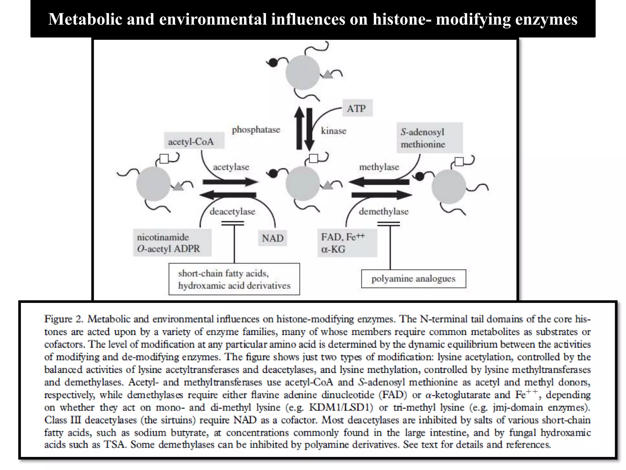 Metabolic and environmental influences on histone- modifying enzymes
 